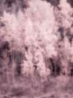 USA-Utah-Aspen Grove in infrared of the Logan Pass area Art Print